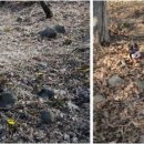 야생화민박 이미지