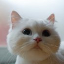 냥이사랑 이미지