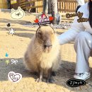 입장초등학교 | 제주도 카피바라를 만날 수 있는 모모쥬 동물원 신화월드 후기