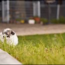 앨리스코리아켄넬 이미지