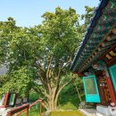 창원 인곡리 모과나무 이미지