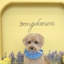 송단이네 반려견미용실 이미지