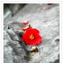 해를품은바다 이미지