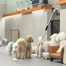 멍지트 | 신림 강아지 카페 ‘멍지트’ 방문 후기 강아지와 힐링 200% 카페 탐방기 [내돈내산]