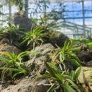 한란전시관 이미지