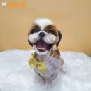 댕댕쌀롱 이미지