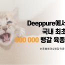 순종봄베이 뱅갈육종원 딥퓨어캐터리 이미지
