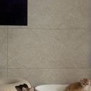 고양이분양 반하나캣 이미지