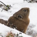 stay_at_da 이미지