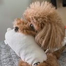 한결같은 동물병원 이미지