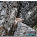 산골버섯 이미지