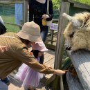 알파목장 | 41개월 15개월 아기와 제주 도치돌 알파카 목장 방문 후기