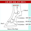 스테이크-Flank, Shank, Round (치마양지, 사태, 우둔)|◎ 이미지