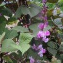 제비푸드 이미지