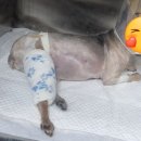 한양동물병원 이미지