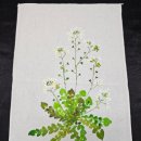 야생화천아트 이미지