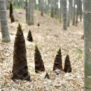 대나무 죽순 효능 부작용 시기 죽순 먹는법 이미지