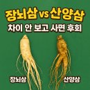 백삼농장 | 장뇌삼과 산양삼의 차이