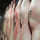 정부, 돼지 도매시장 출하 지원 확대… 지원금 두당 4만원으로 인상 이미지