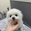 쁘띠앤독 이미지