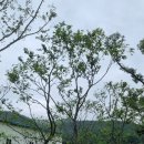 팽나무 농장 이미지