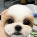 꽃단장하시개 이미지