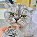 그루아미 이미지