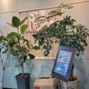 리틀아레나 이미지