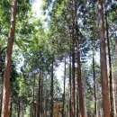 편백나무숲 이미지