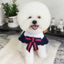 Dog.(독점) 이미지