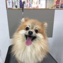 그루밍폼폼 이미지