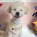 맘댕미 | 구포애견미용 믿고 맡길 수 있는 맘댕미!