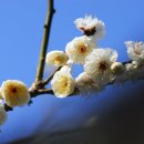 매화1공원 이미지