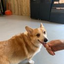 개라다이스 이미지