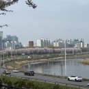 제방도로 | 서울 벚꽃 명소 중랑천 벚꽃 4월 5일 개화 현황(송정제방길)