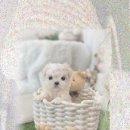 제천동물보호센터 이미지