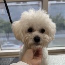 발렌티몽 이미지