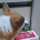 노랑퍼피 | 10살 노견 관절 건강을 위해서 &#34;메디퍼피 액티브 M&#34; 급여하고 있어요~