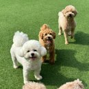 슈룹독 네이버블로그