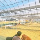 딸기애견 이미지