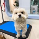 이로애견미용실 이미지