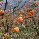 화개농장 이미지