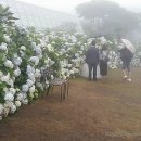 지내보건진료소 | 제주여행 @카멜리아힐 수국많이 졌수국 7월1일 방문 후기
