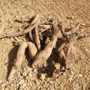 너래농원 이미지