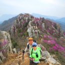 보라초등학교 앞 삼거리(보라초교 쪽) | 해남 주작산 진달래_바위숲과 절정의 진달래 '26.4.3(금)