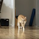 연화분식 이미지