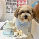 올라리코(holarico) 이미지