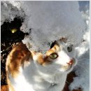 고양이눈 이미지