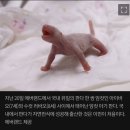 한국에서 태어난 최초의 판다곰 출산장면 이미지