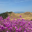 화왕산 Daum카페